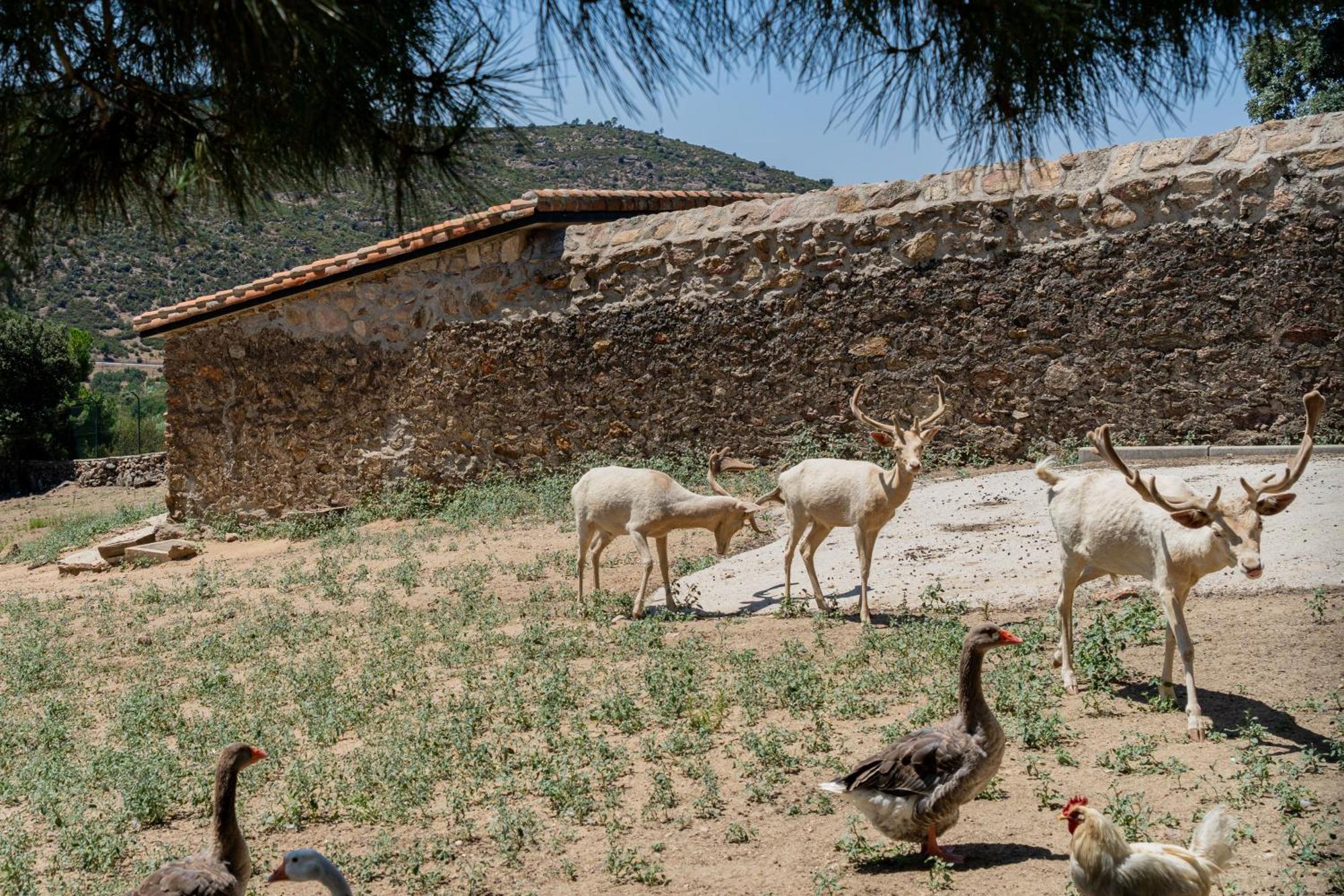 Casa Rural Los Olivos De Robledo De Chavela La Estacion Eksteriør bilde